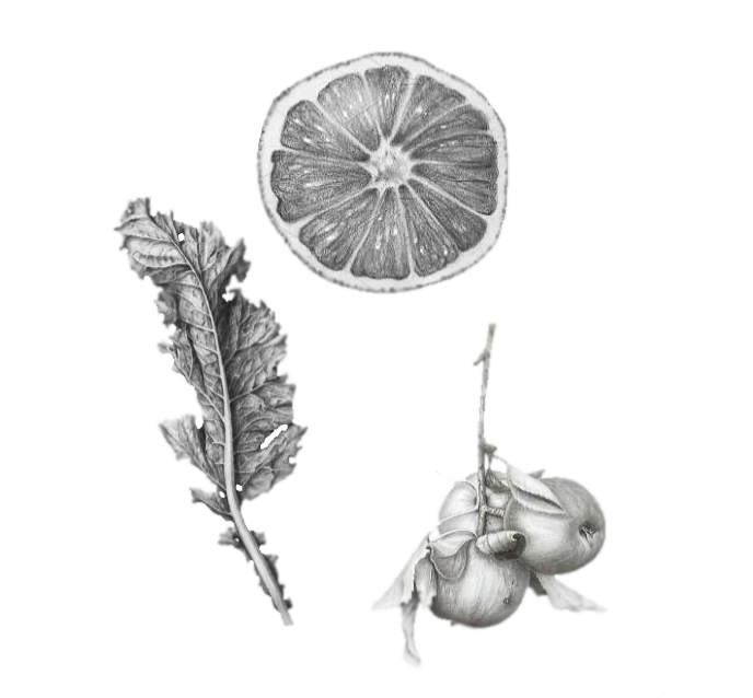 Botanical brunch illustration for Carne y Hueso San Diego